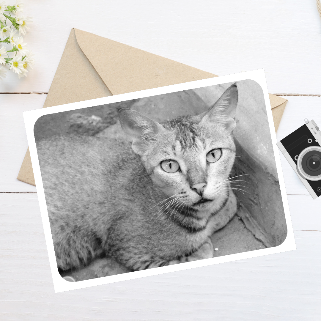 The Curious Gaze – 7x5 Matte Print