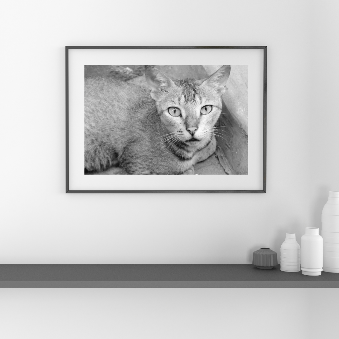 The Curious Gaze – 24x16 Inch Framed Print